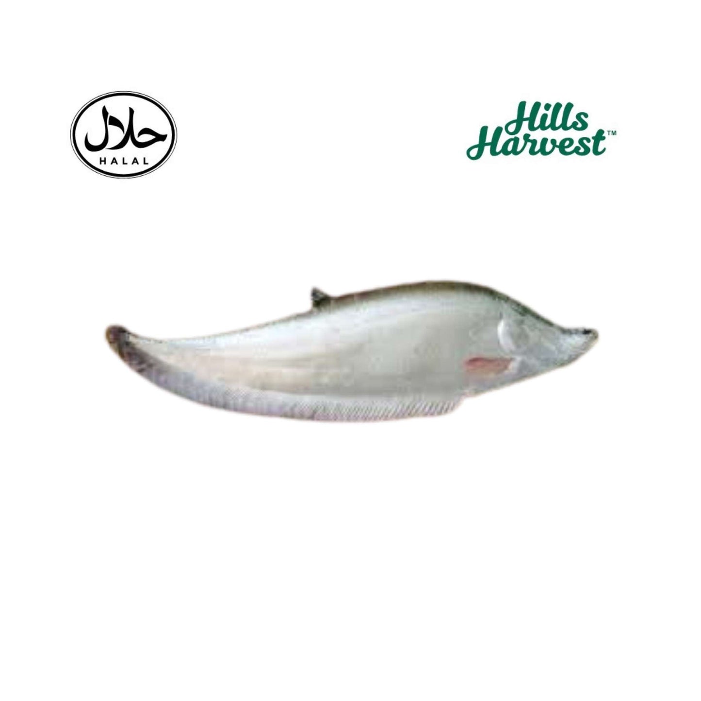 Fresh chital fish – Bengali deshi fish from Hills Harvest