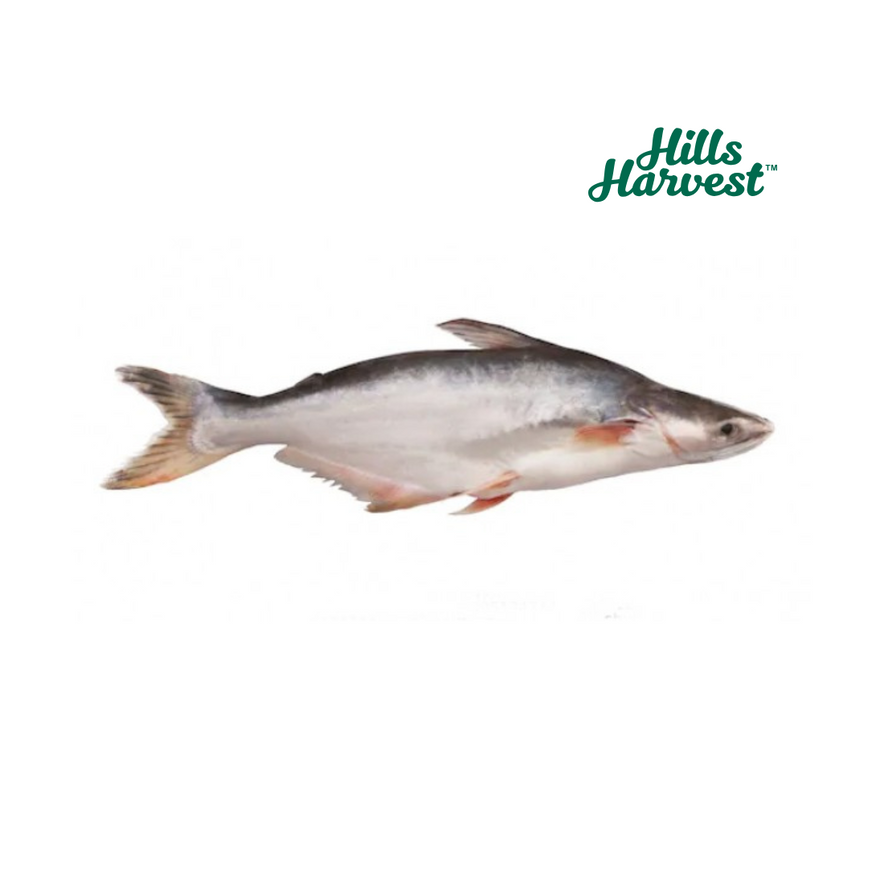 Frozen Basa (Pangash)