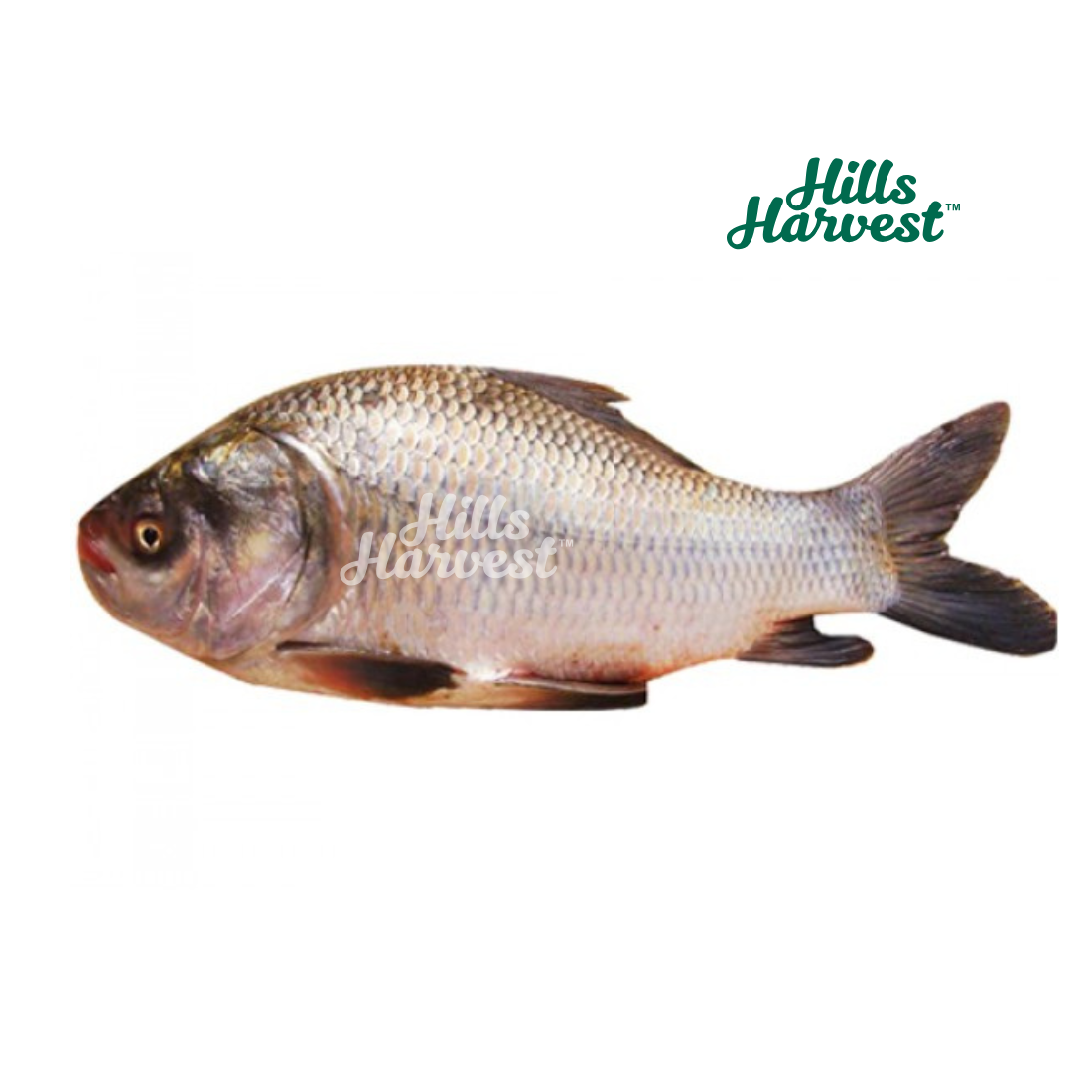 Katla Fish