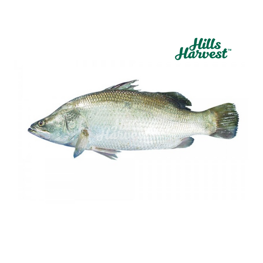 Koral Fish/Kg