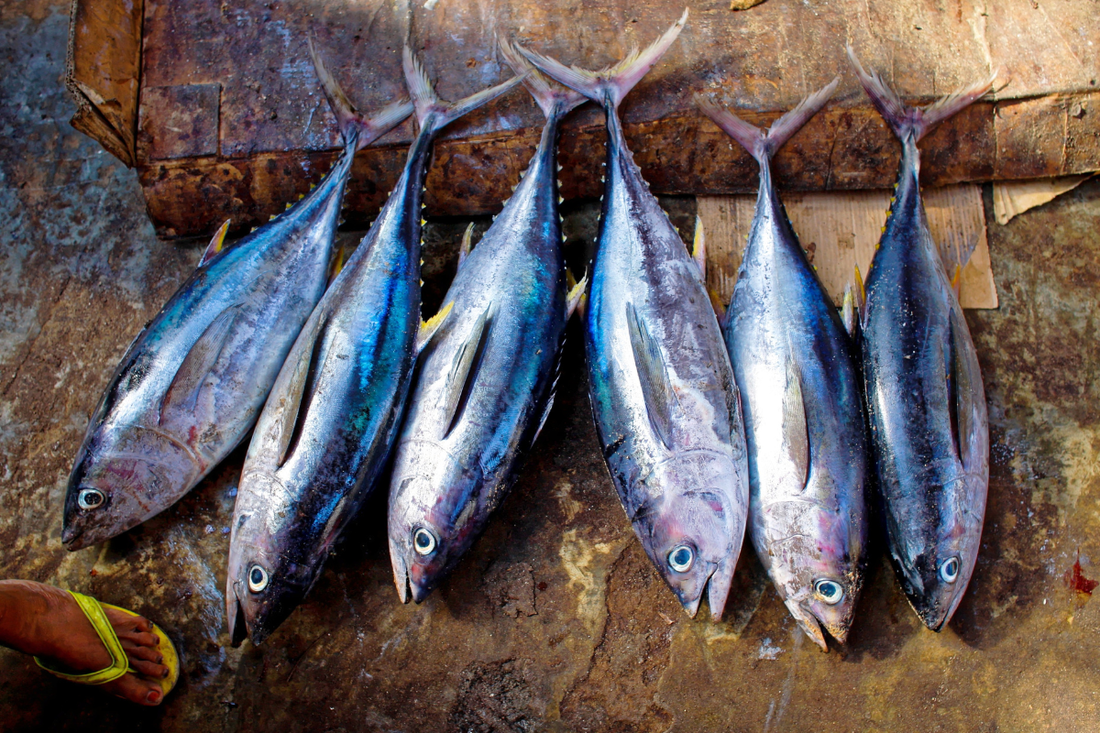 What to Cook with Hilsha, Rohu and Tilapia: A Bengali Fish Guide