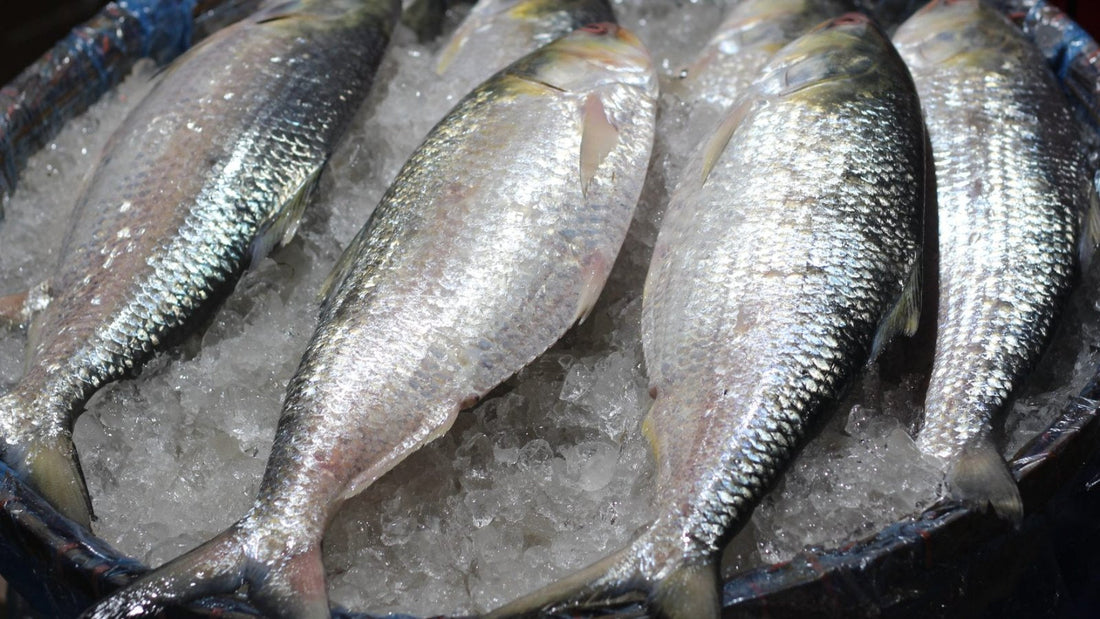 Frozen Fish Delivery in Sydney: What to Buy and How to Cook It