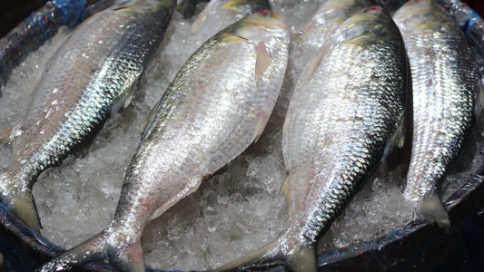 Frozen Fish Delivery in Sydney: What to Buy and How to Cook It