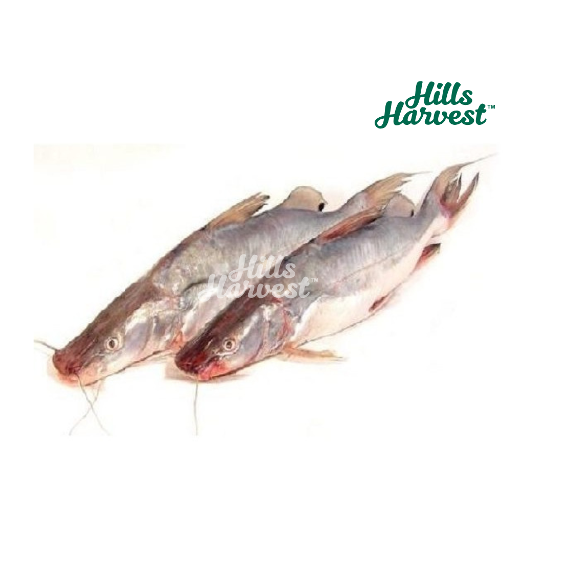 Halal Ayre Fish (1 to 1.5 kg each)* | $15.99 | Hills Harvest