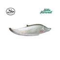 Fresh chital fish â€“ Bengali deshi fish from Hills Harvest