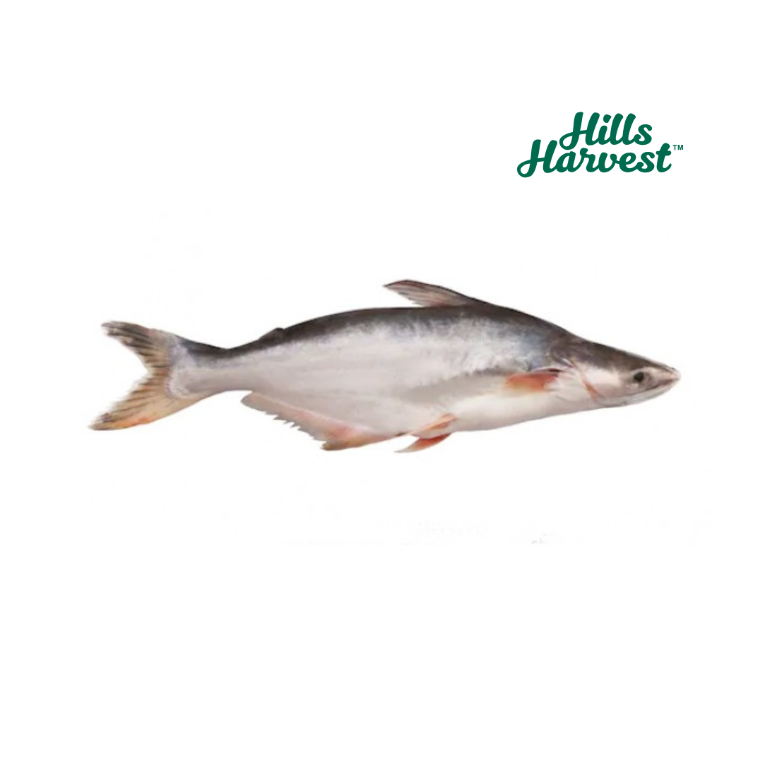 Frozen Basa (Pangash)