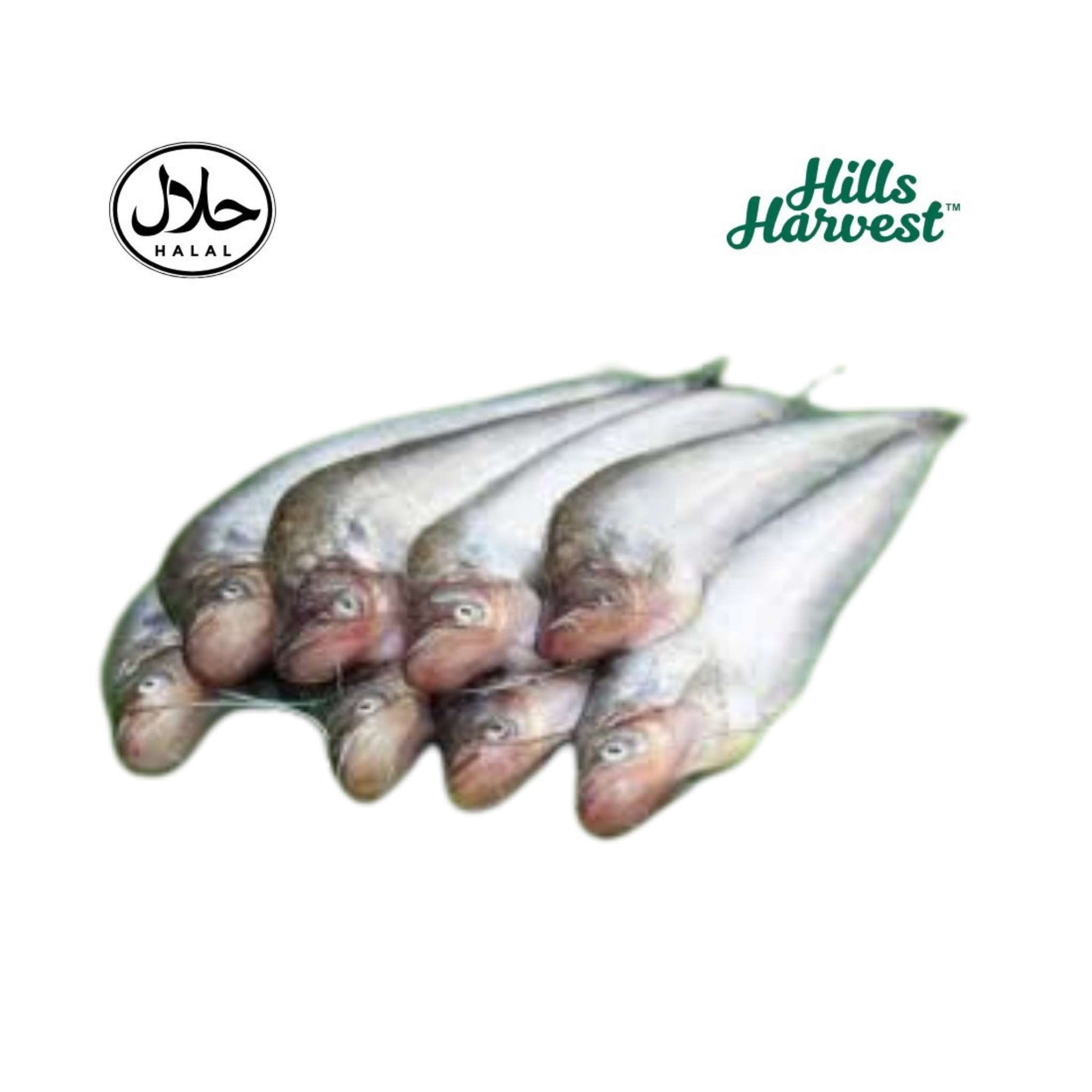 Frozen Pabda Fish Block 500g â€“ Bengali frozen fish from Hills Harvest