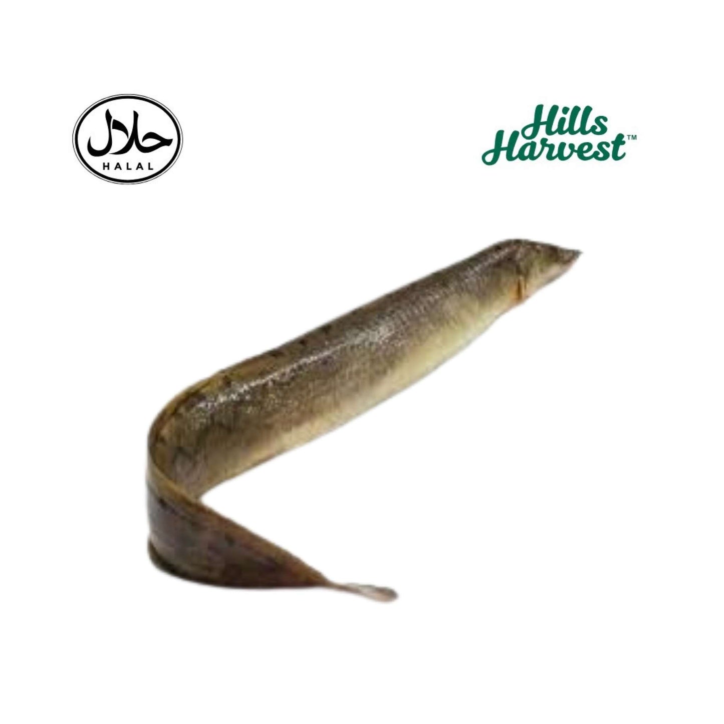 Frozen Long Baim Fish Block 500g â€“ Bengali frozen fish from Hills Harvest